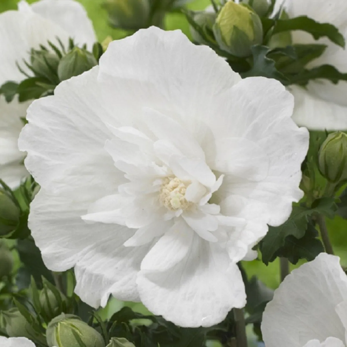 hibiscus syriacus - slika 3