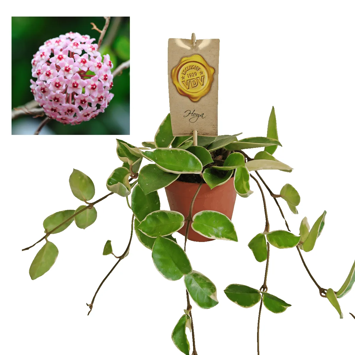 HOYA” Krimson Queen” - Brestovac