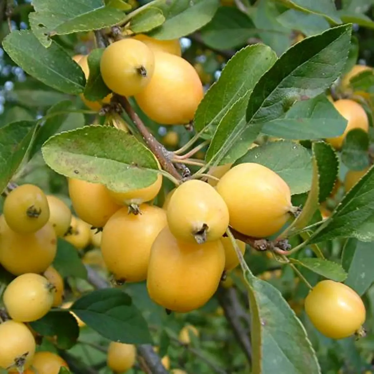 malus “golden hornet” ukrasna jabuka - slika 3