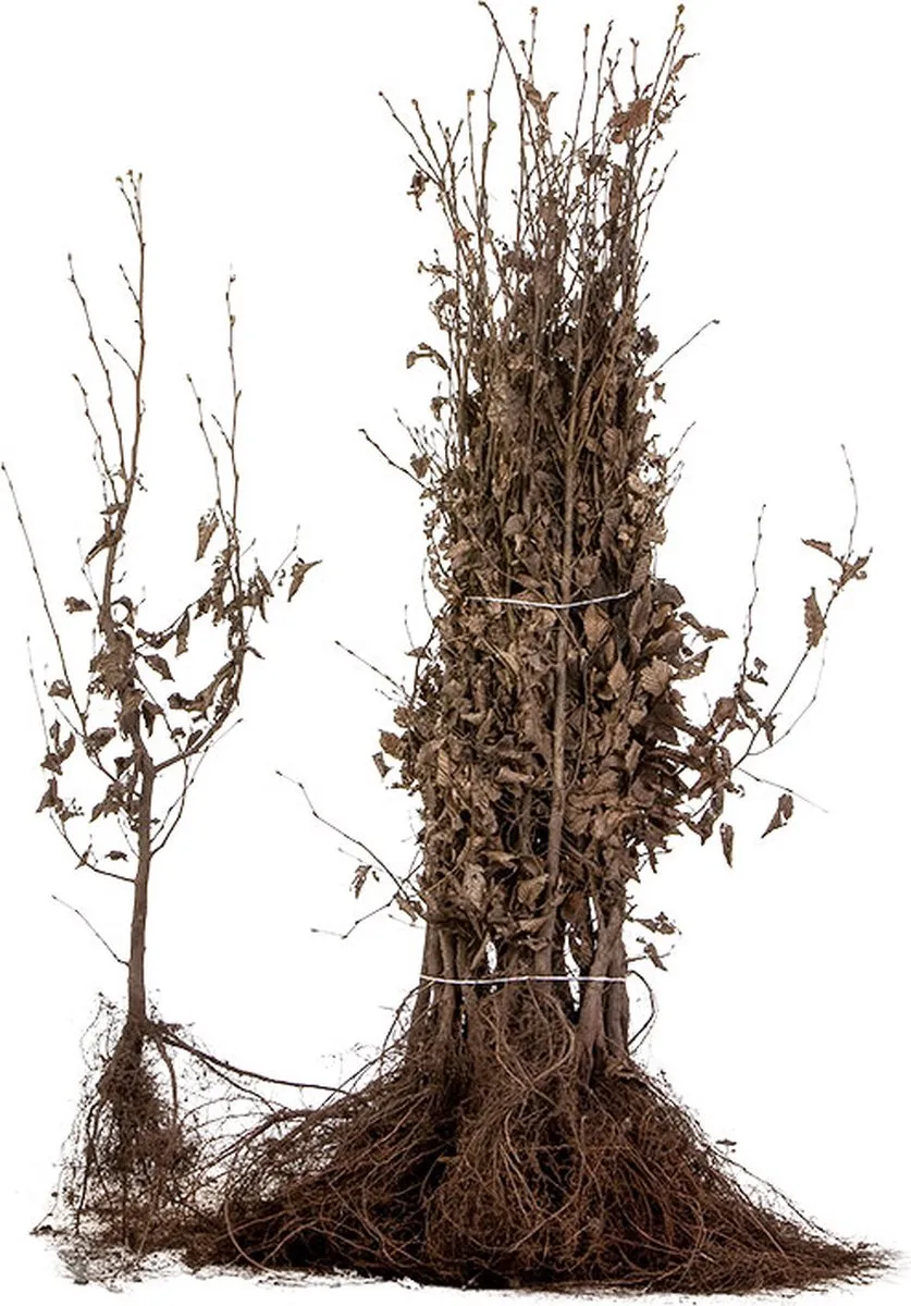 carpinus betulus - slika 3