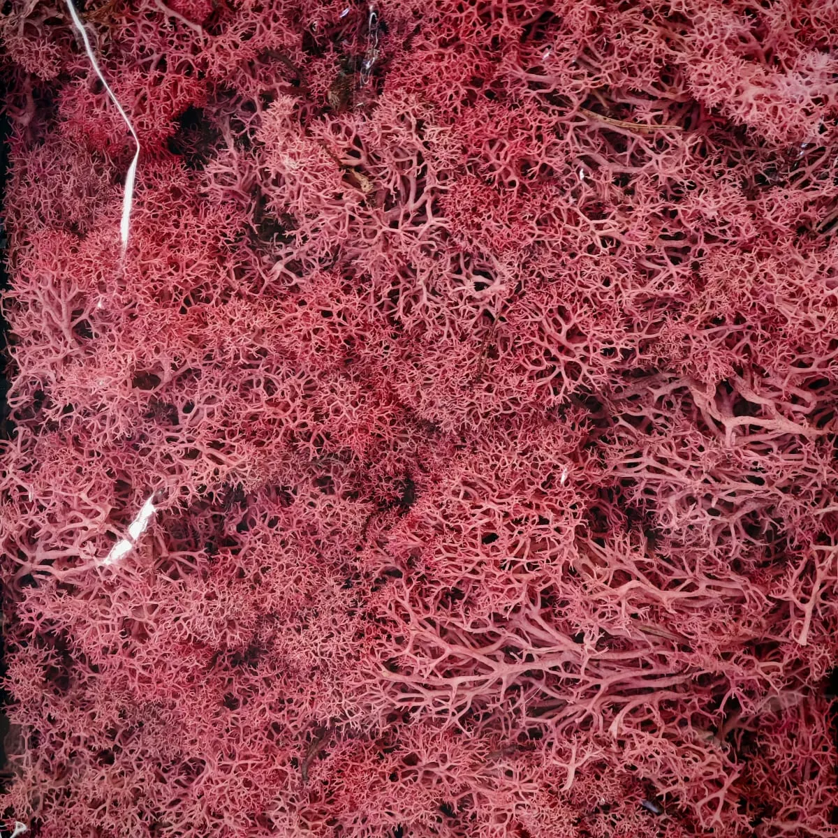 stabilizirana mahovina - slika 3