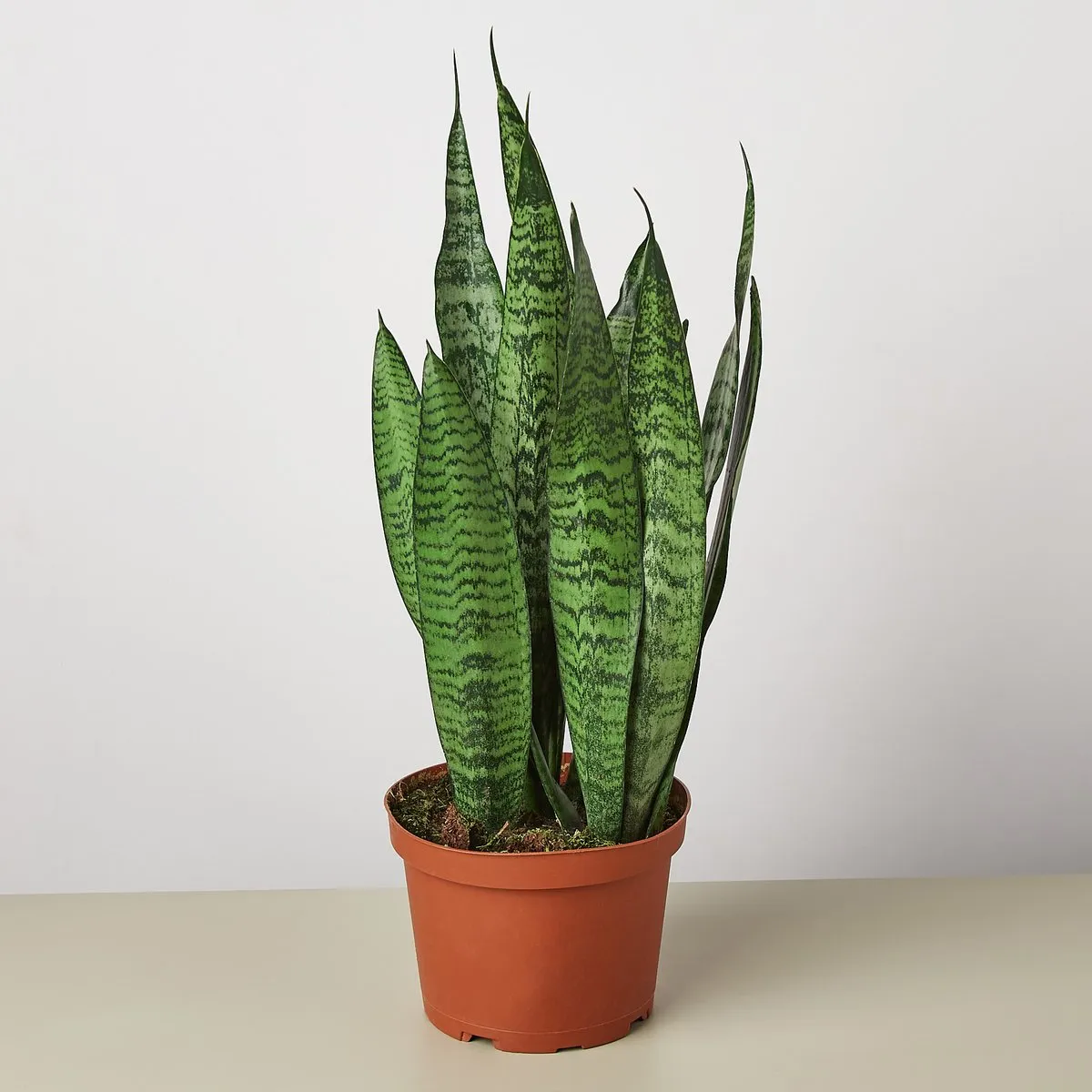 sansevieria tri.”zeylanica” - slika 2