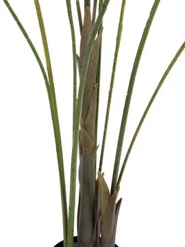 europalms areca palm with big leaves, 185cm - slika 3