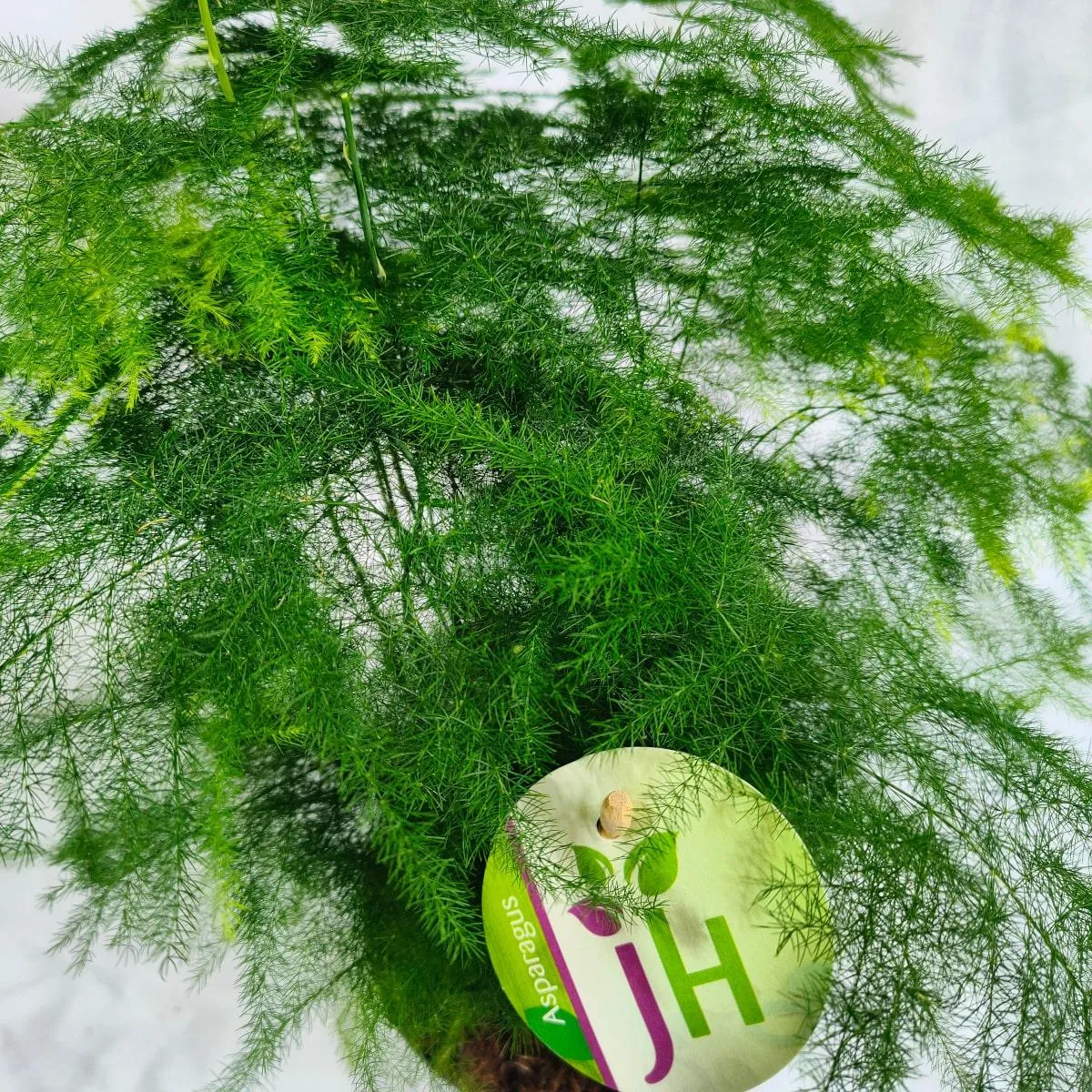 asparagus “plumosus” - slika 4