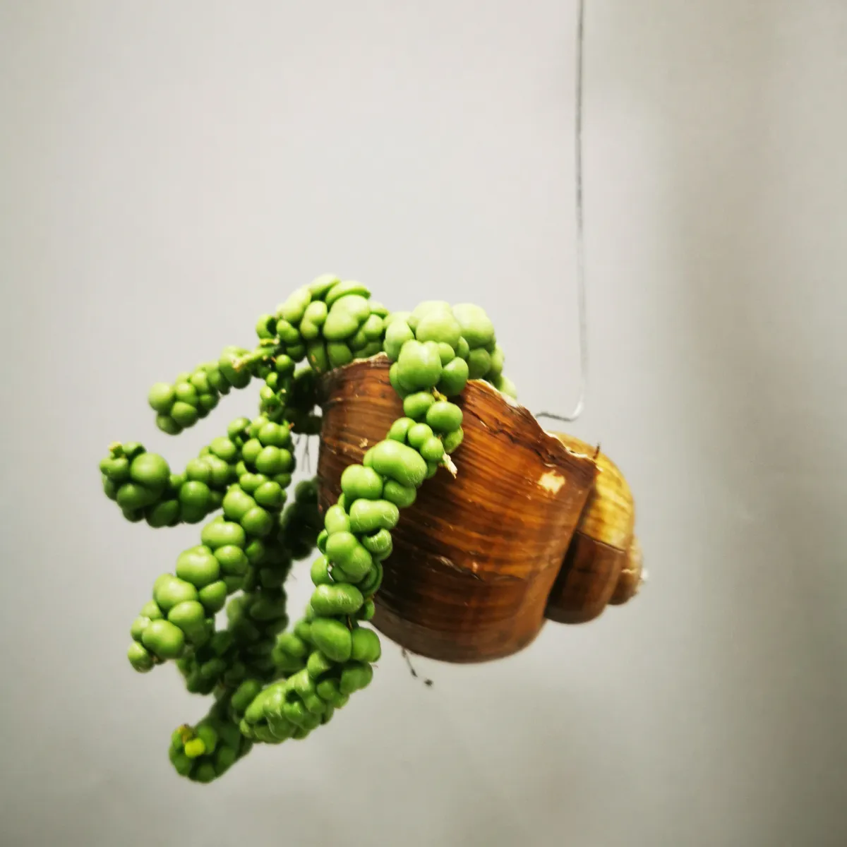 dischidia “snaily” - slika 6
