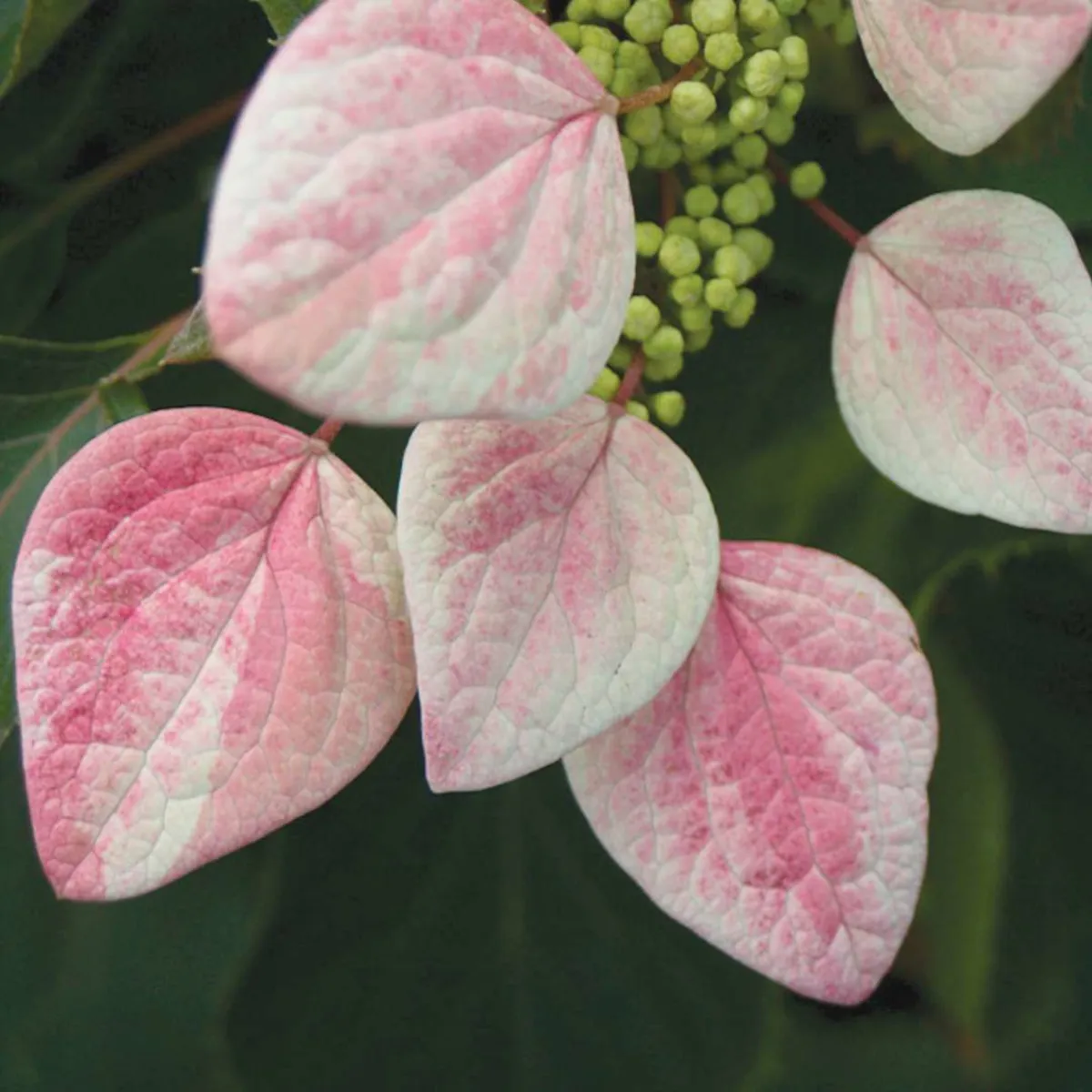 SCHIZOPHRAGMA H. “Roseum” - Nurkovac, Brestovac
