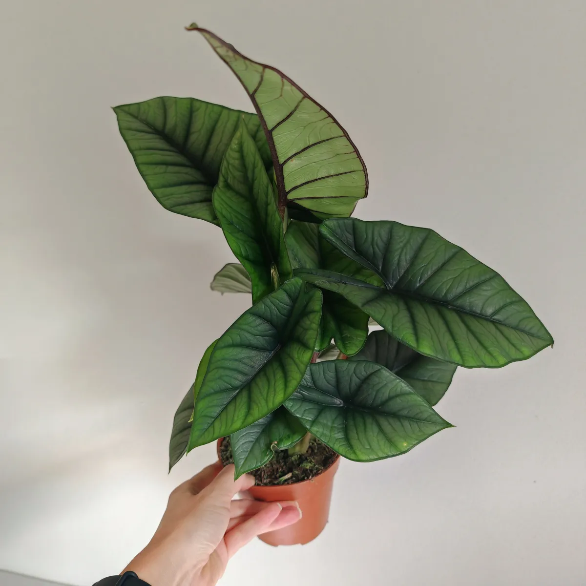 alocasia “platinum” - slika 4