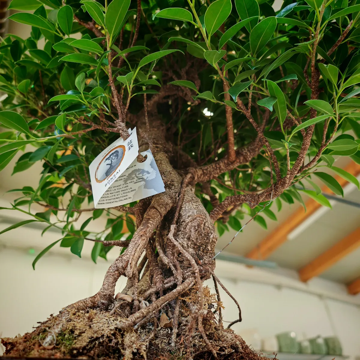 bonsai kućni - slika 3