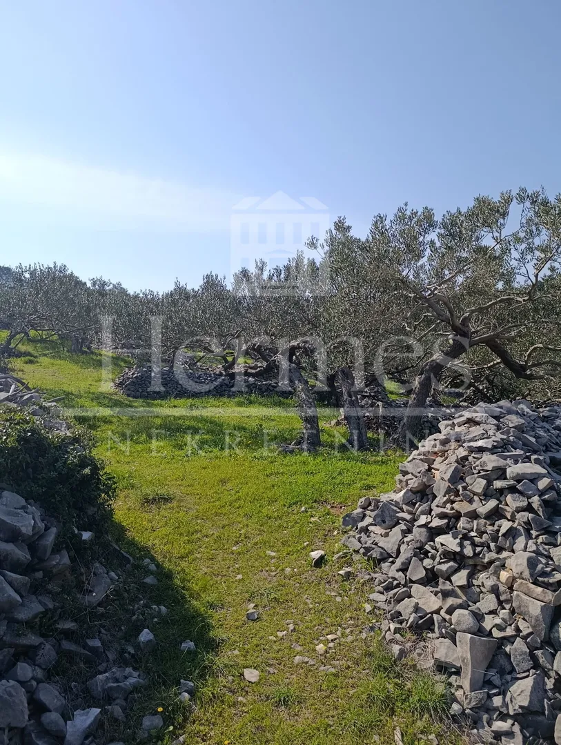 maslinik, otok brač, povlja - slika 12