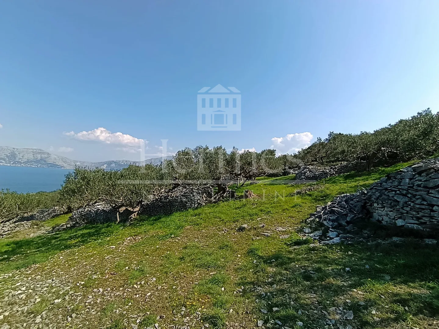 maslinik, otok brač, povlja - slika 9
