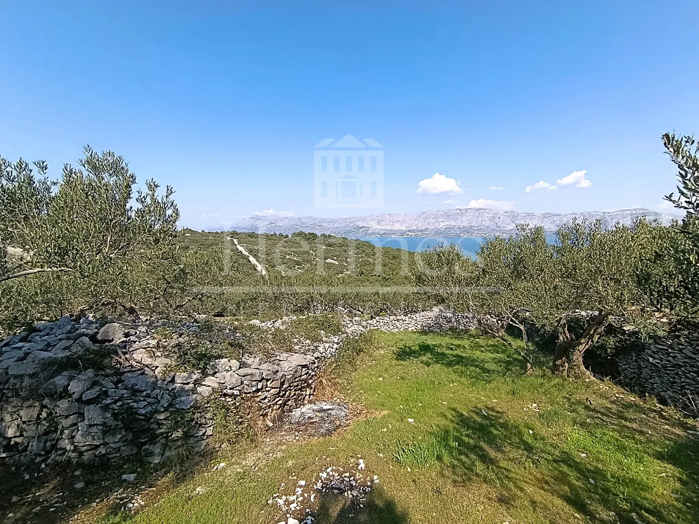 maslinik, otok brač, povlja - slika 2