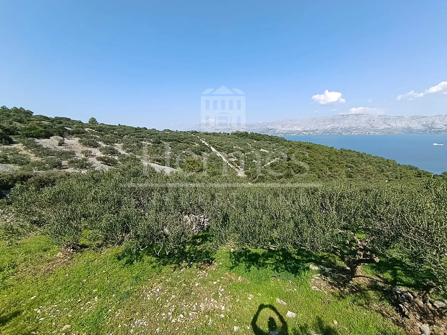 Maslinik, Otok Brač, Povlja - Povlja, Selca