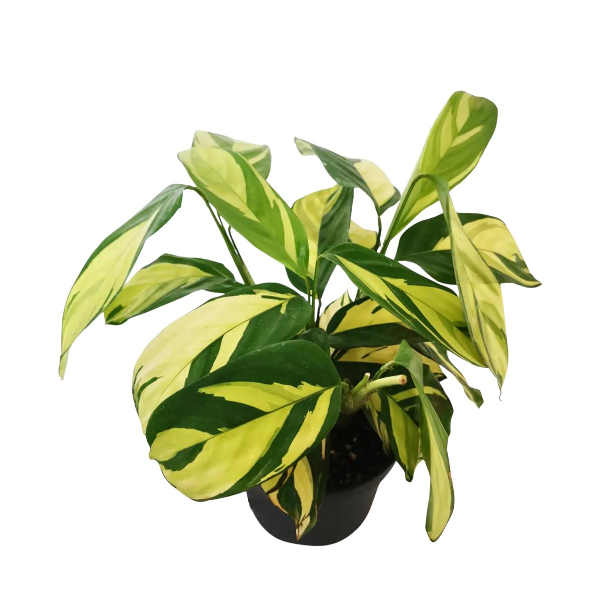 ctenanthe “golden mosaic” - slika 5