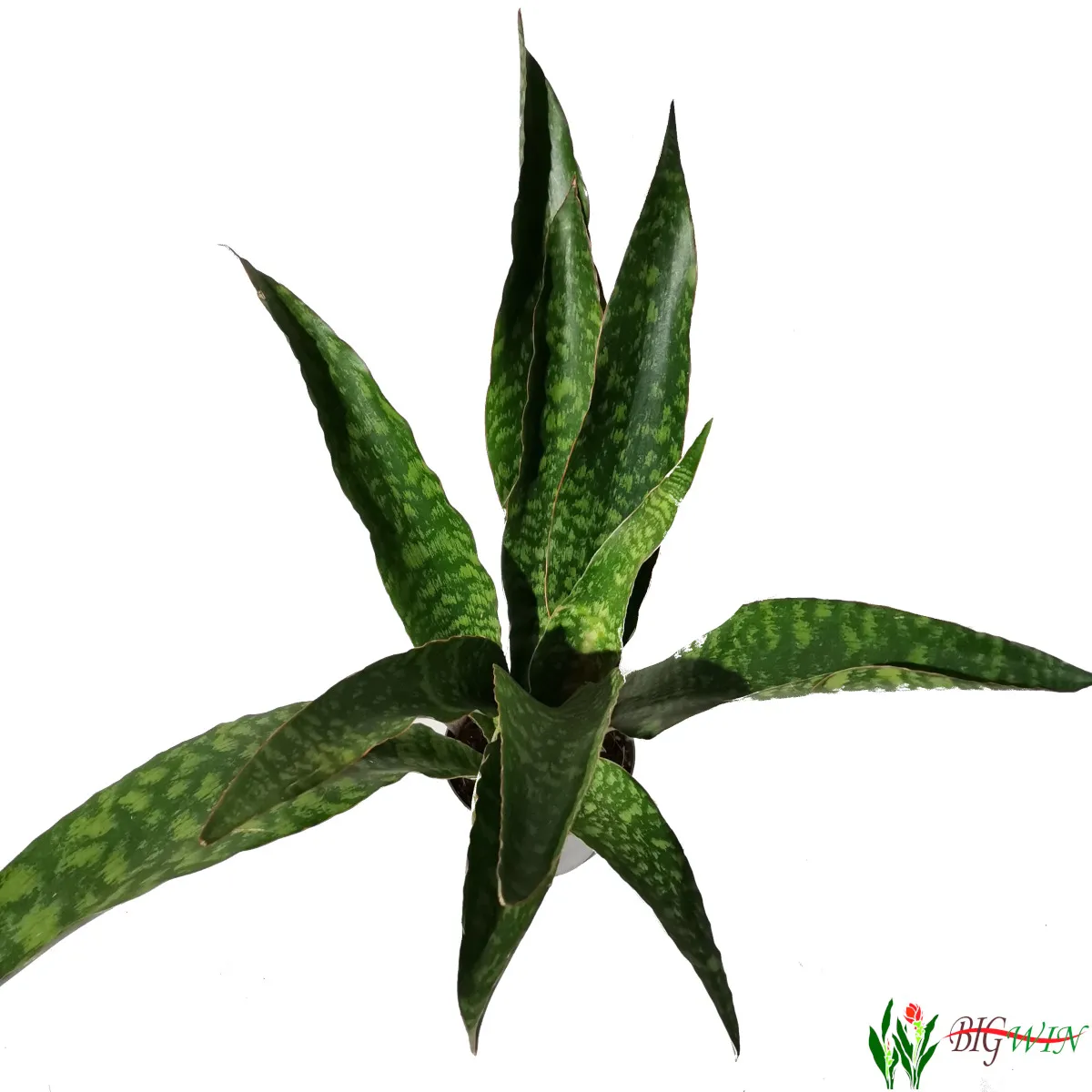 sansevieria aubry. “dragon” - slika 2