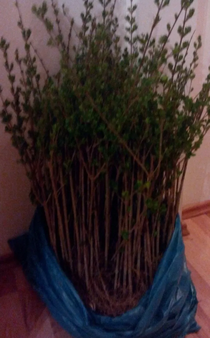 živica kalina ligustrum sadnice - slika 3