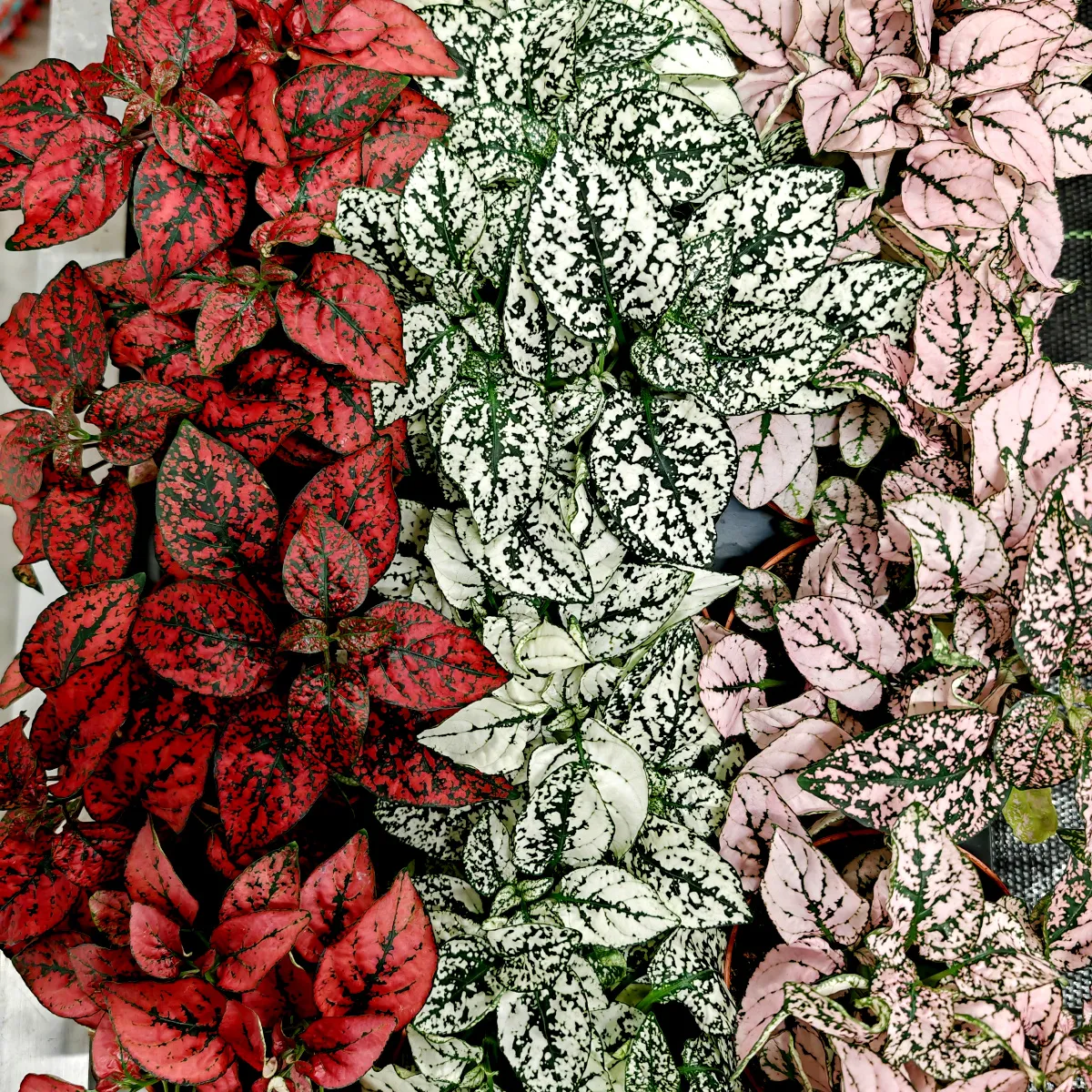 Hypoestes Phyllostachya - Brestovac