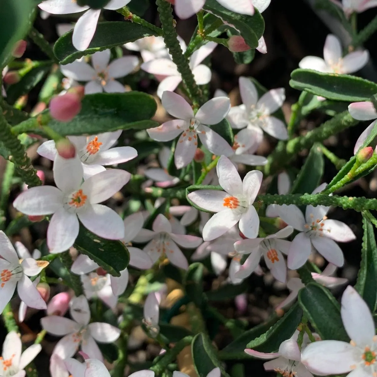 eriostemon myroporoides - slika 2