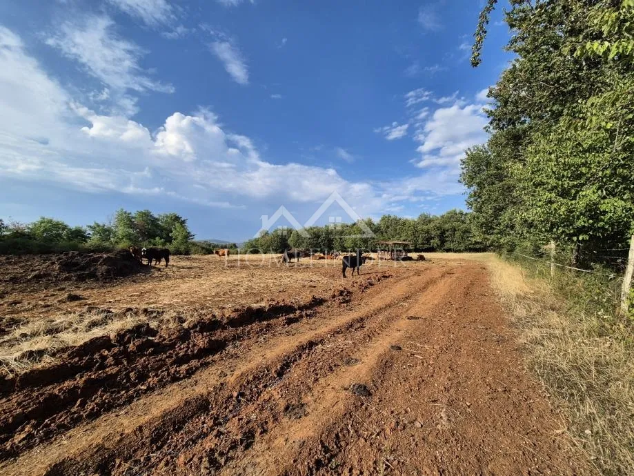 prostrano poljoprivredno zemljište, kaštelir, 24118m² - slika 10