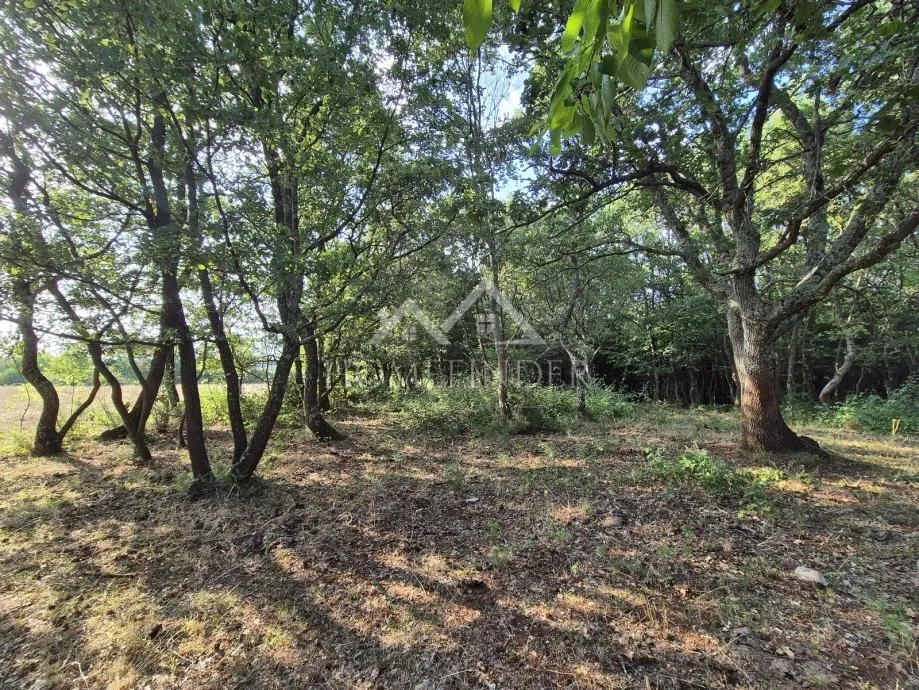 prostrano poljoprivredno zemljište, kaštelir, 24118m² - slika 3