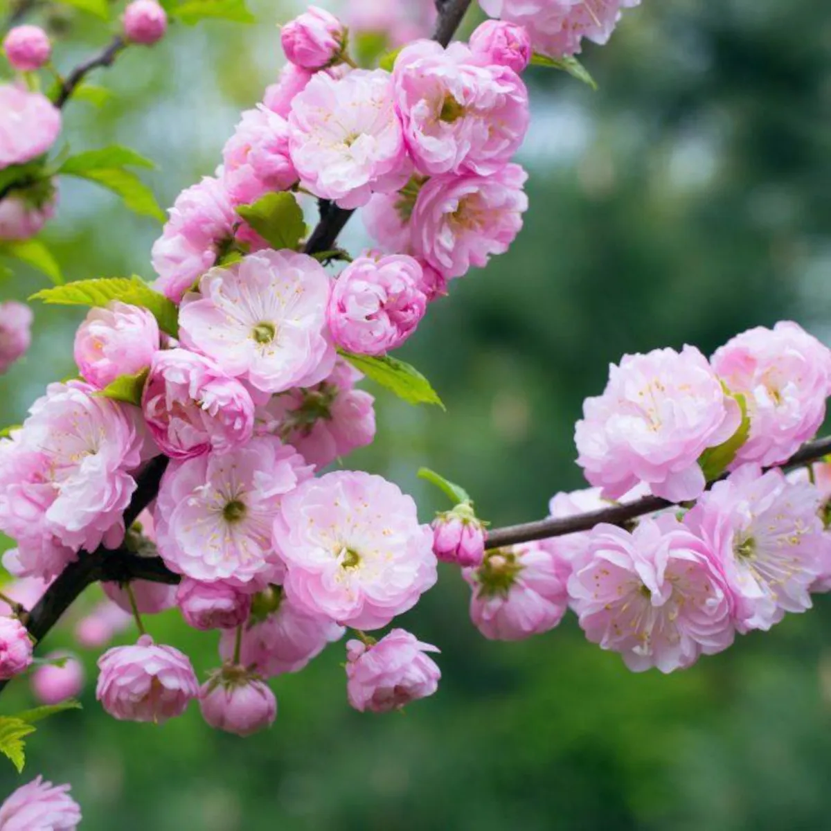 PRUNUS TRILOBA / ukrasni badem - Nurkovac, Brestovac