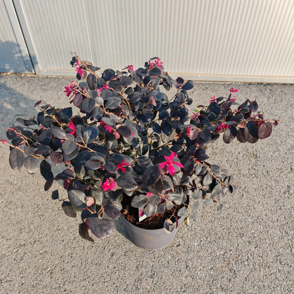 loropetalum chinese - slika 3