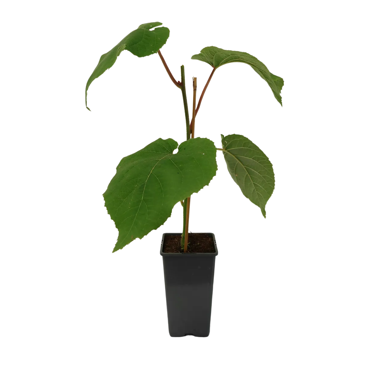 actinidia de.”gold” kiwi - slika 2