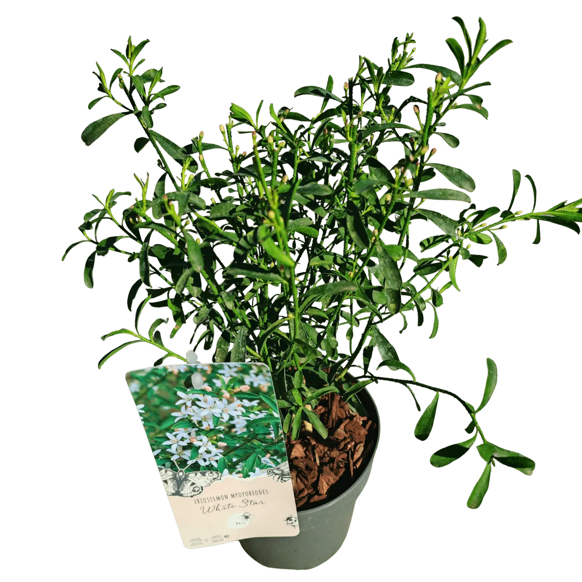 eriostemon myroporoides - slika 3