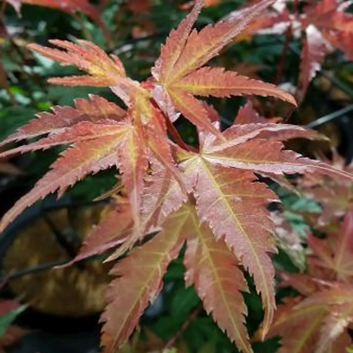 acer pal.”brown sugar” - slika 2