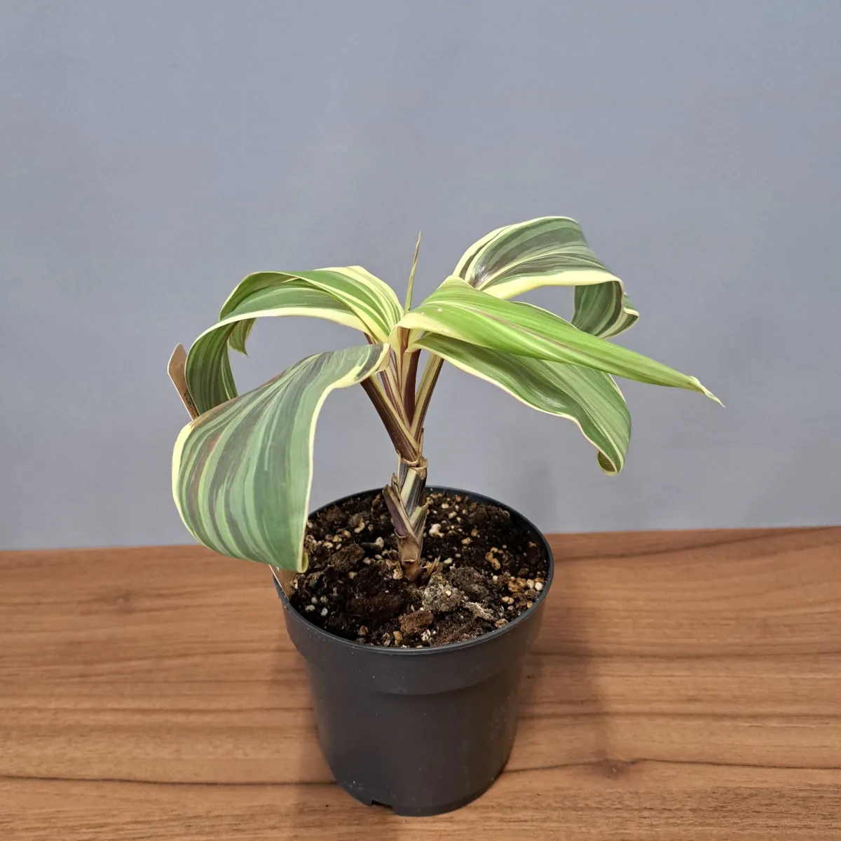 cordyline ‘chocolate queen’ - slika 4