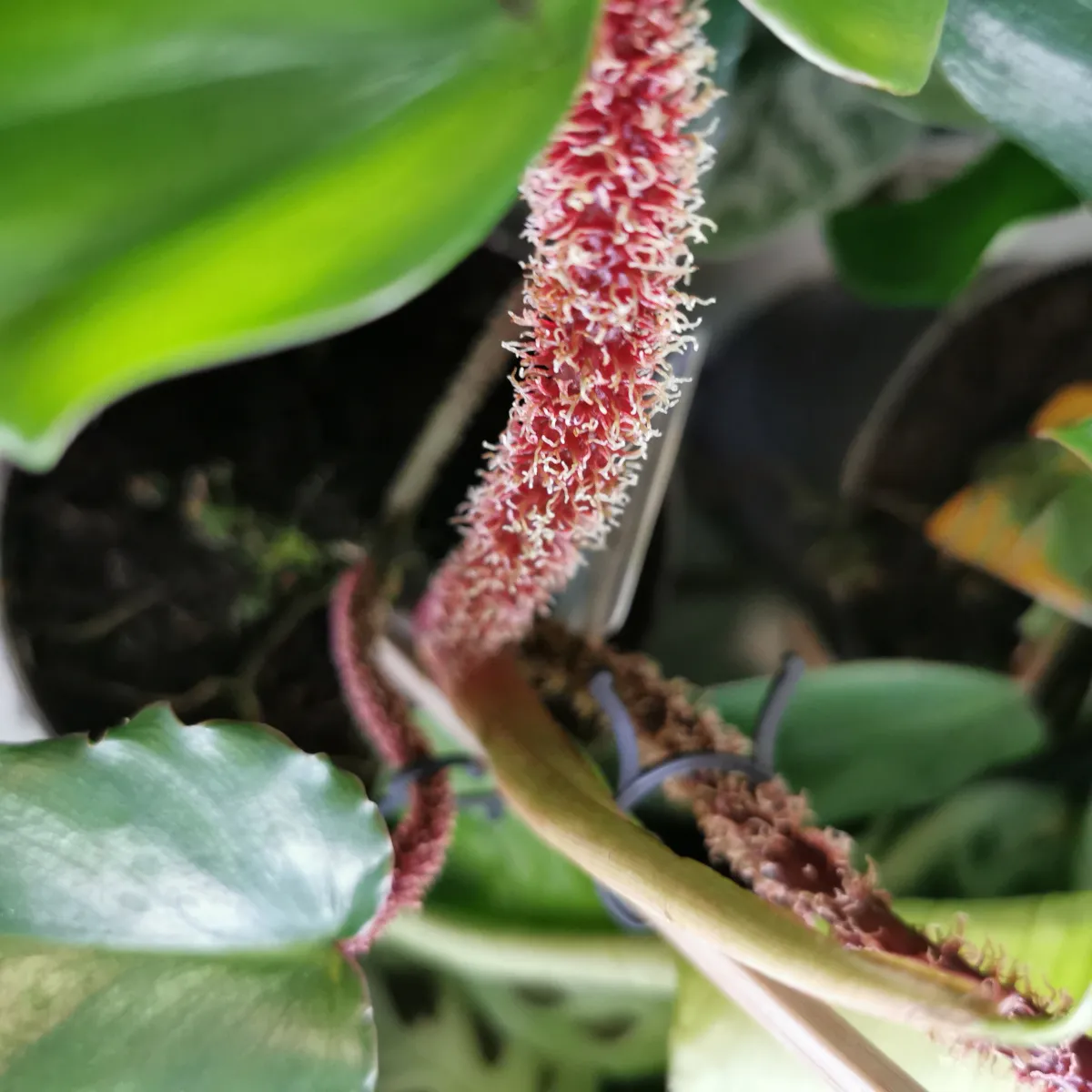 philodendron “squamiferum” - slika 2