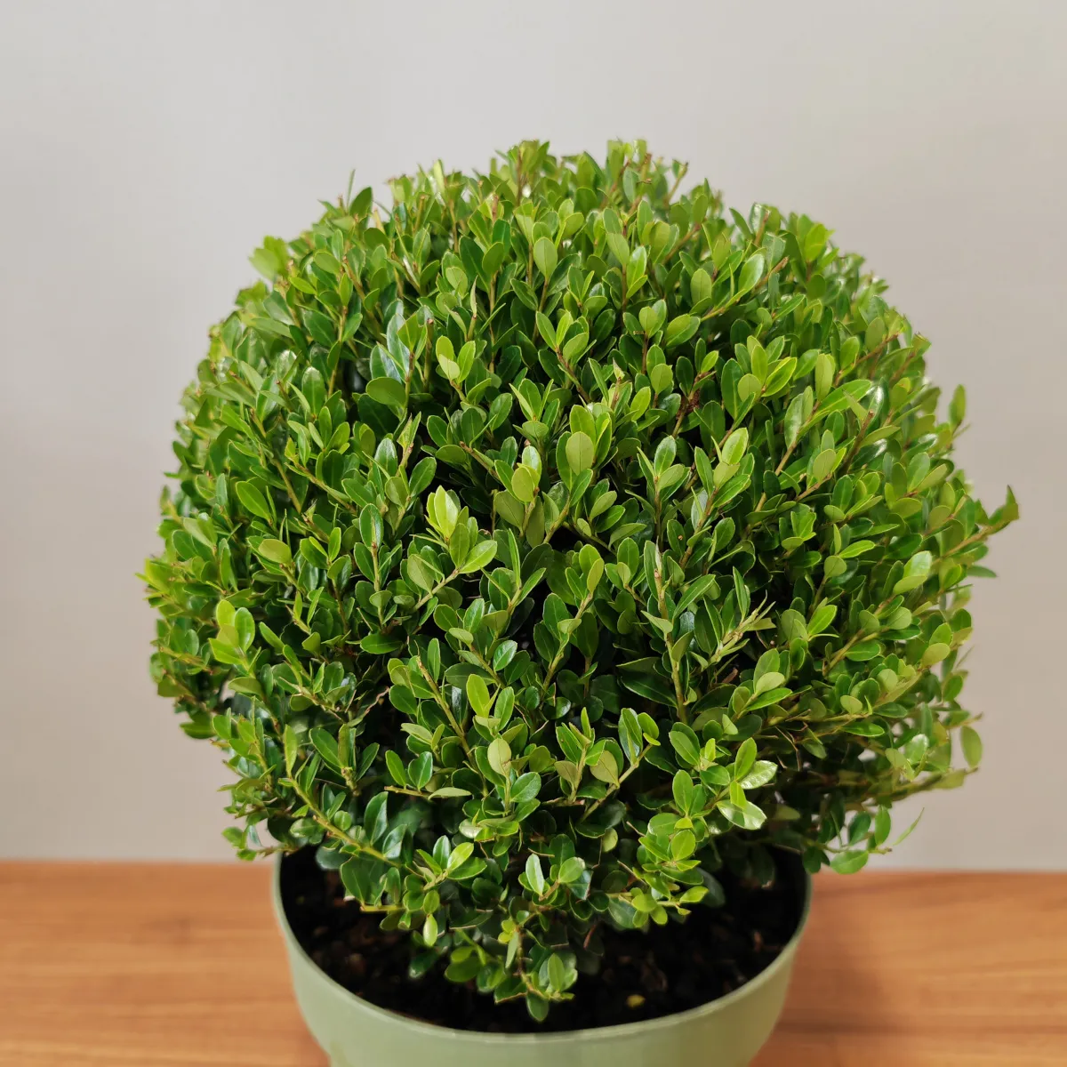 ilex crenata “jenny” - slika 3