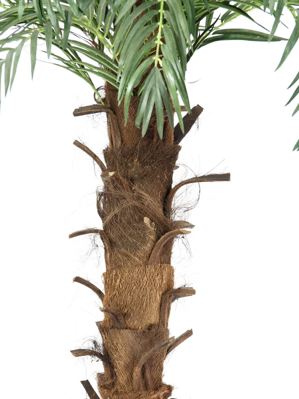 europalms coconut king palm, 180cm - slika 2