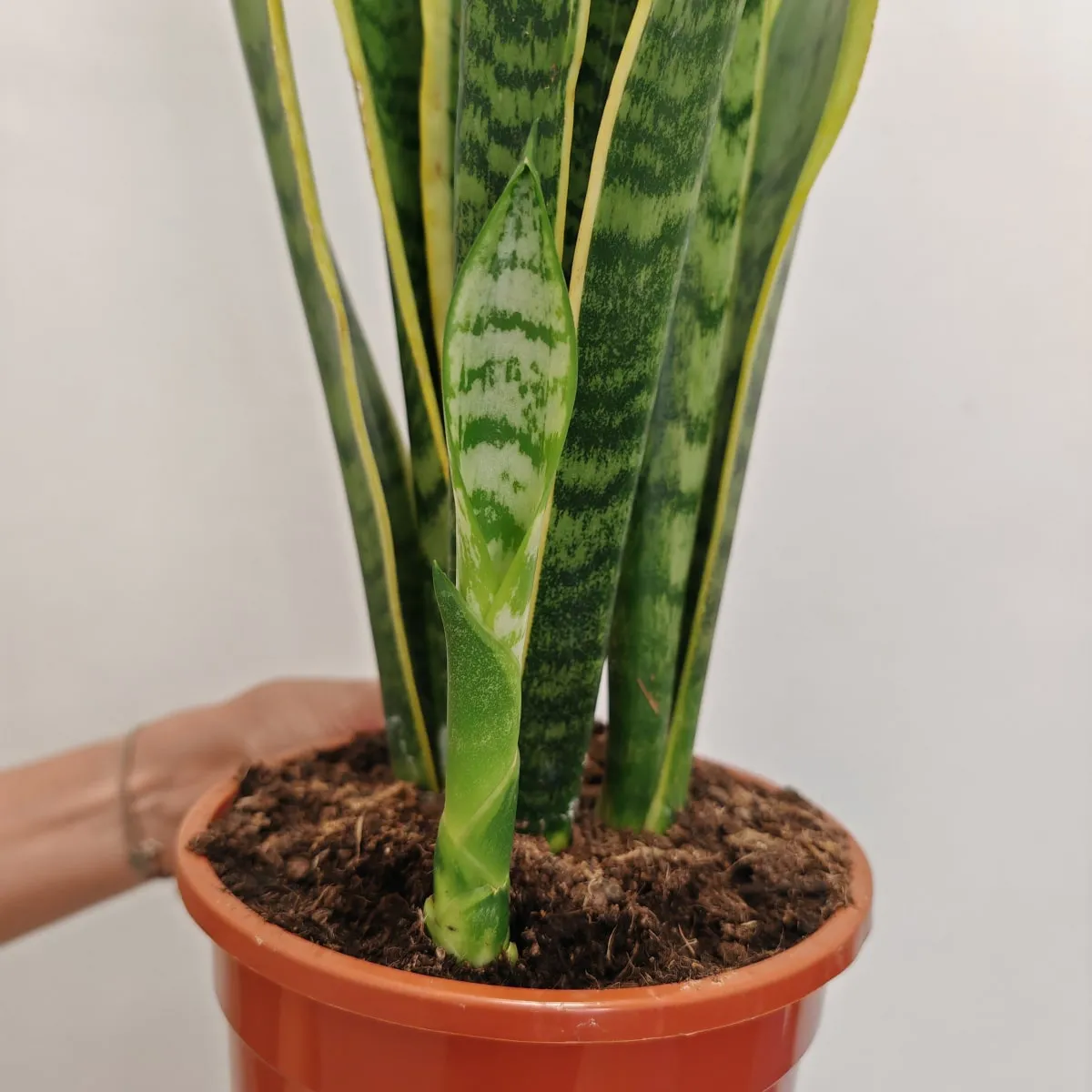 sansevieria trif. “laurentii” - slika 2