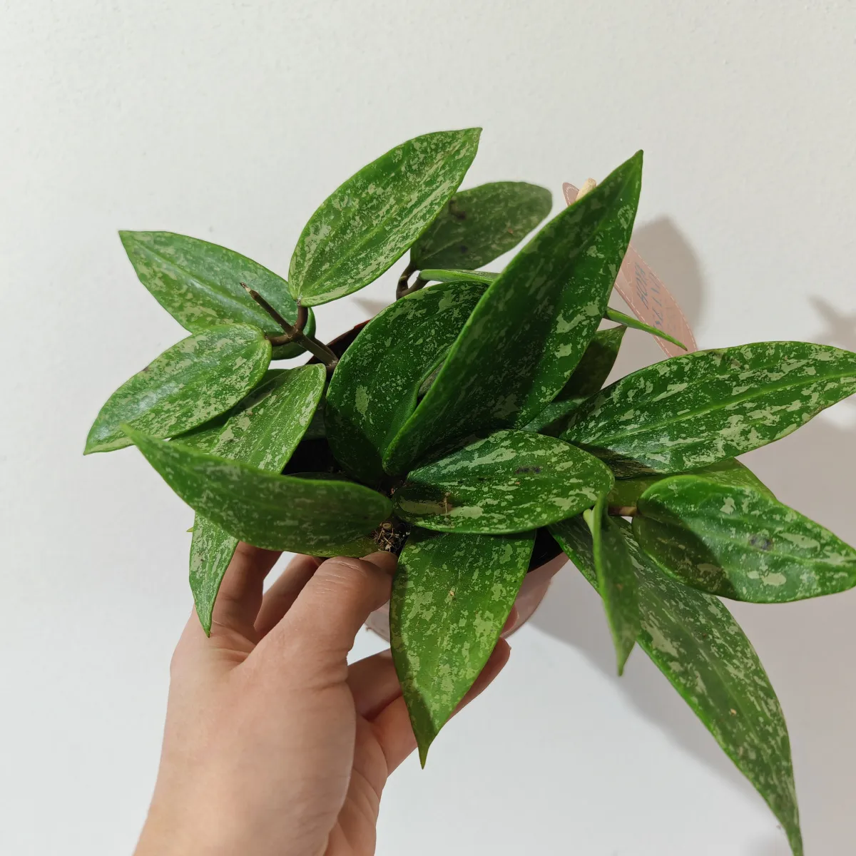 hoya “rangsan” - slika 2