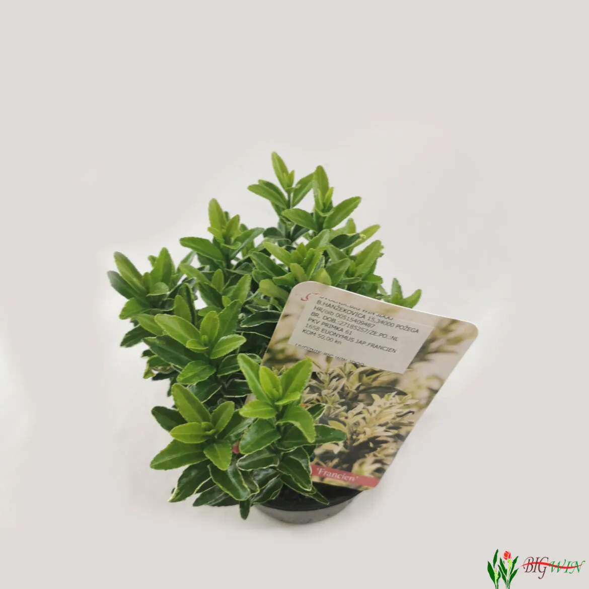 euonymus jap. “francien” - slika 2