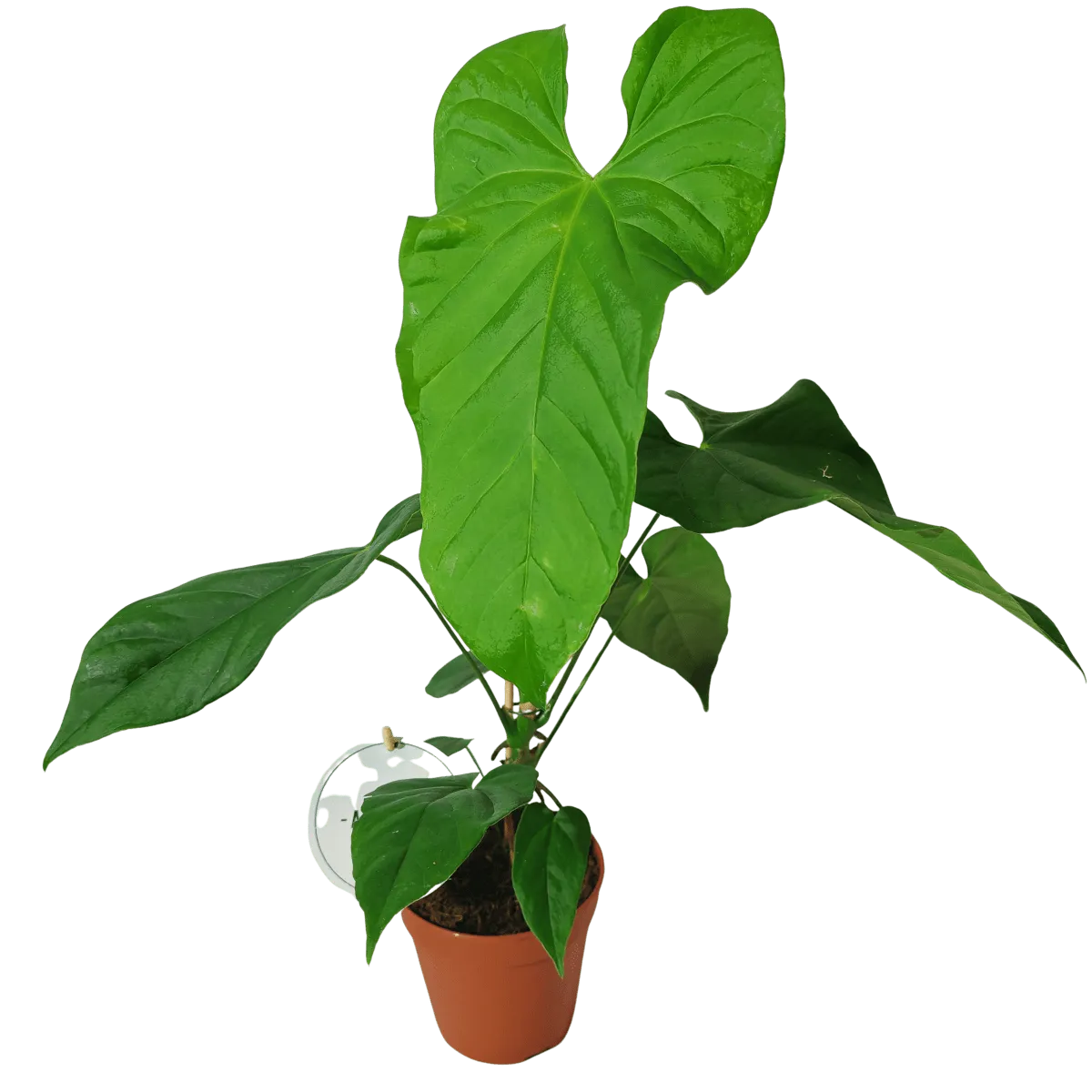 anthurium balaloanum - slika 3