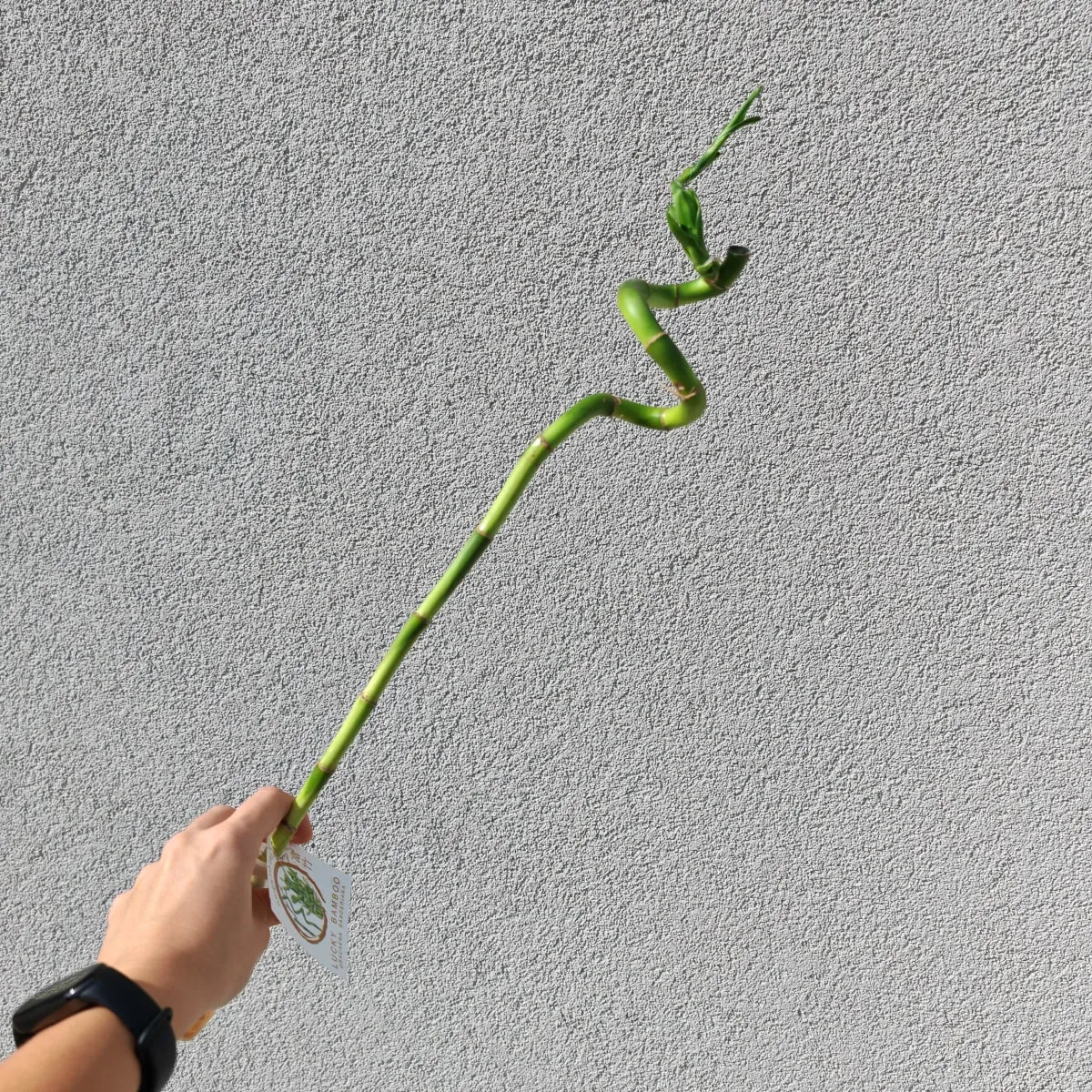 lucky bamboo - slika 5