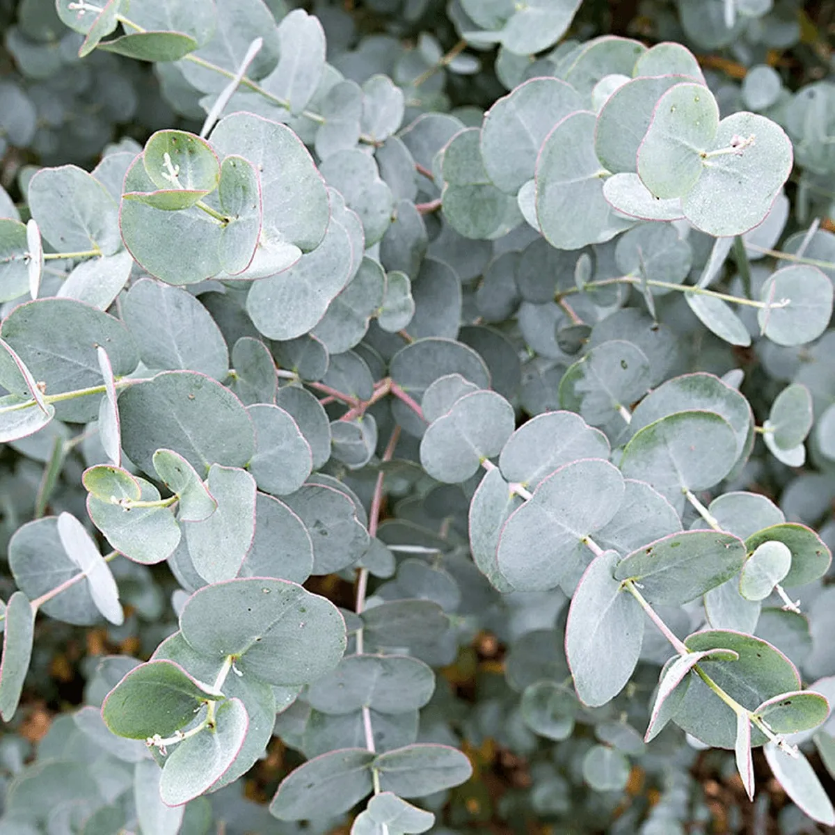 eucalyptus gunnii - slika 3