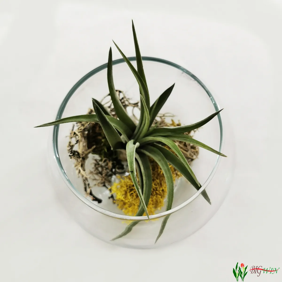 tillandsia ionantha/zračna biljka - slika 5
