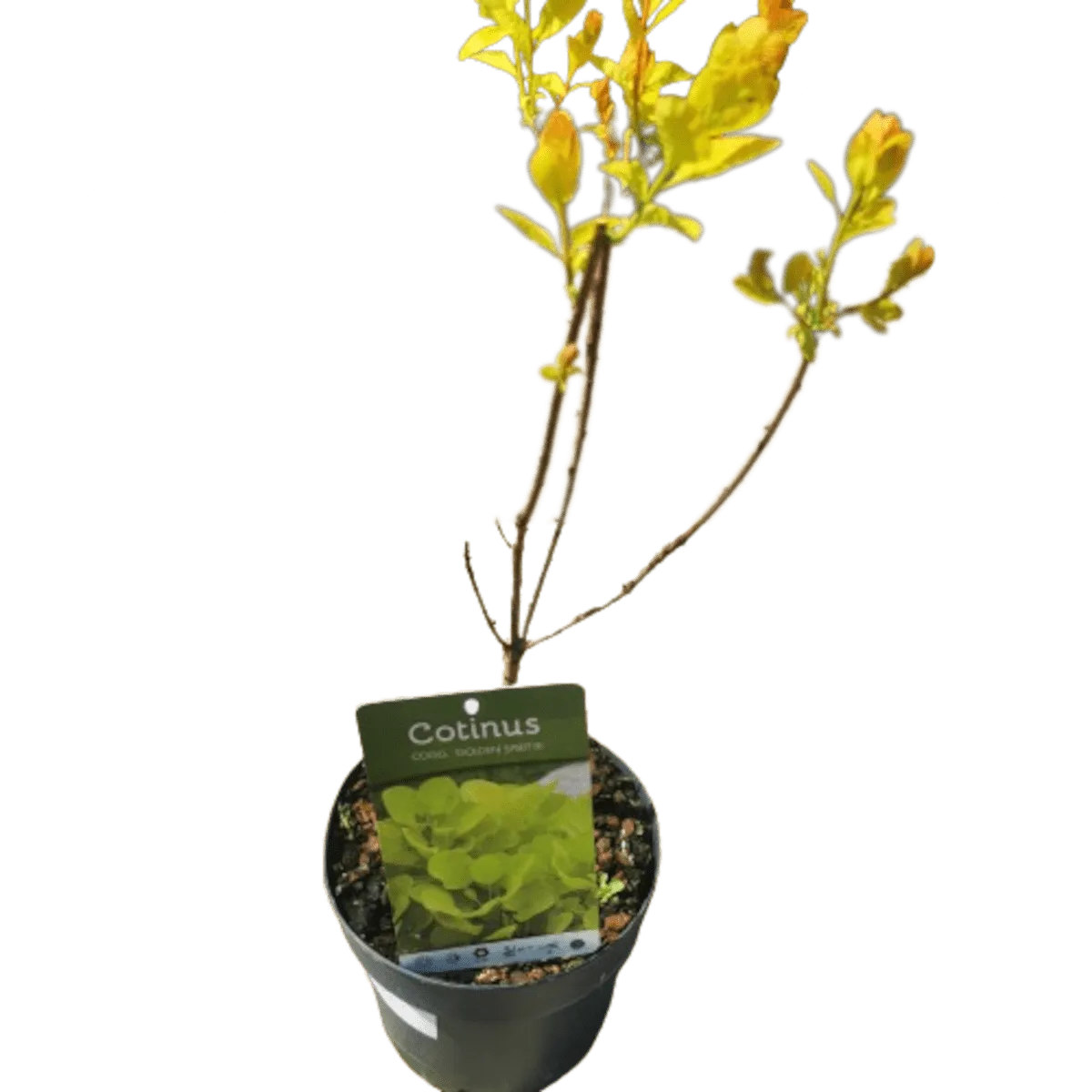 cotinus cog. “golden spirit” - slika 2