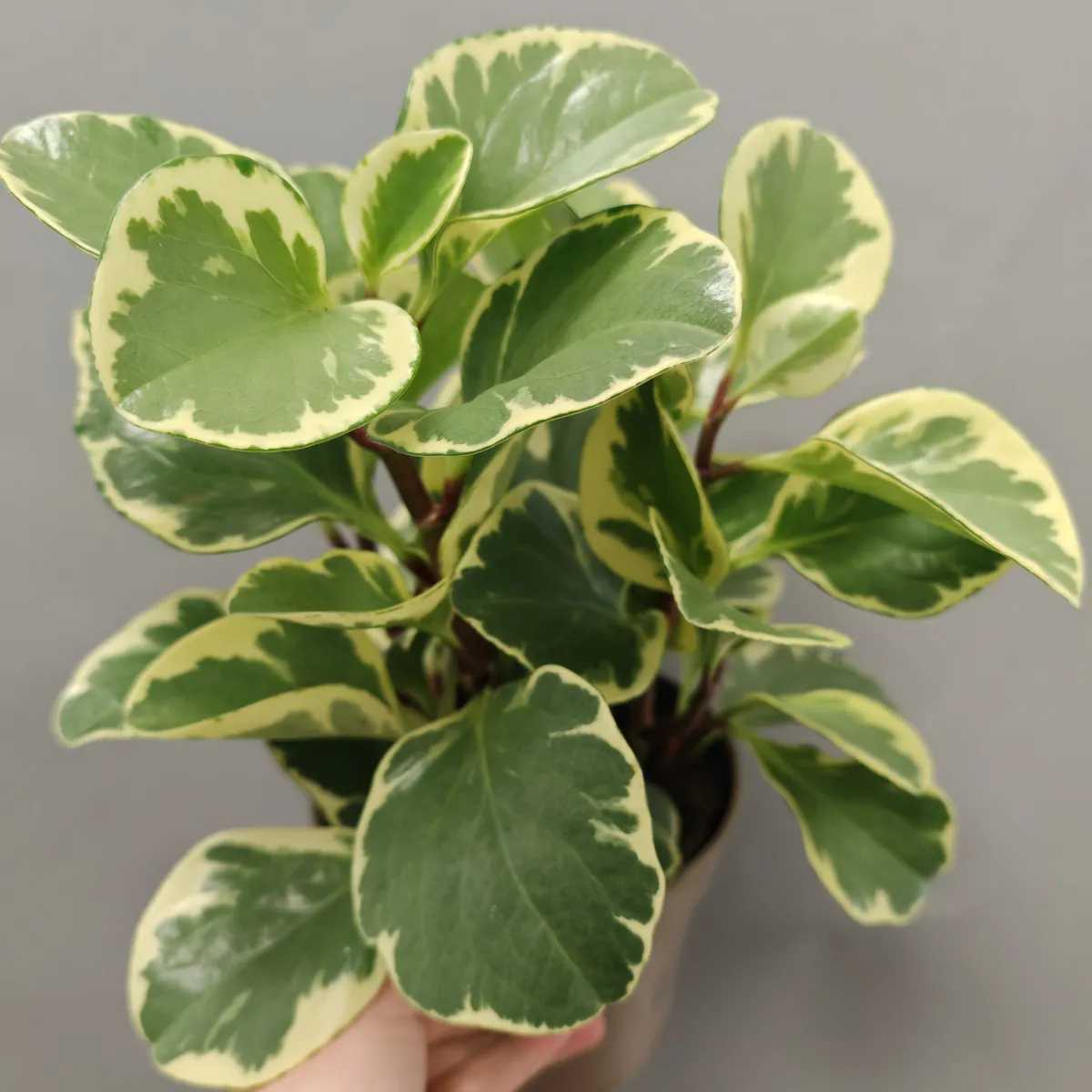 peperomia obt. variegata - slika 3