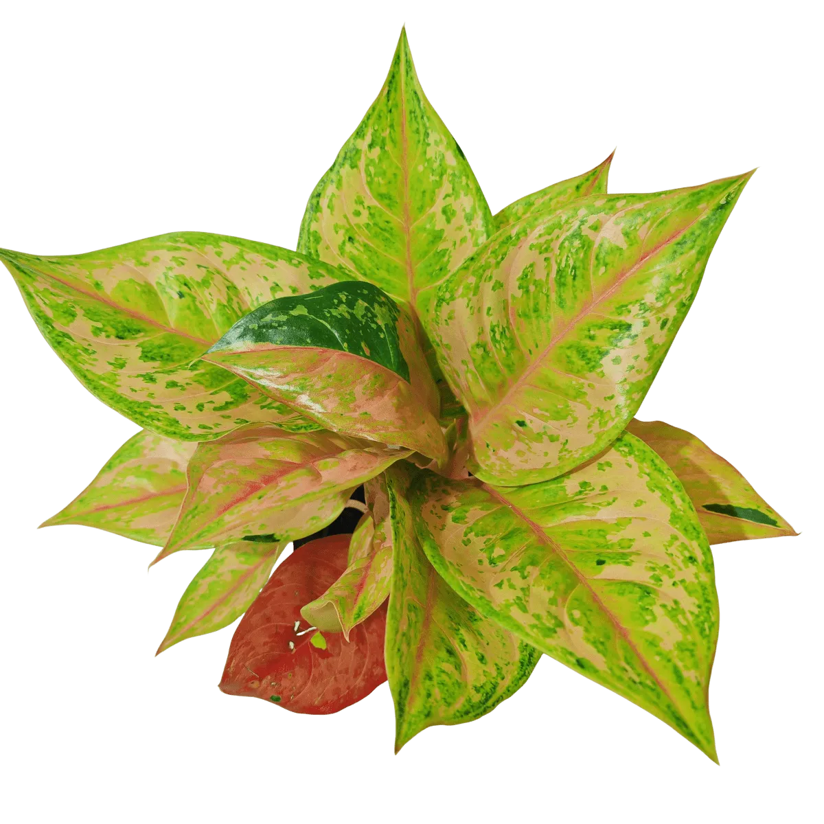 aglaonema “pastella” - slika 2