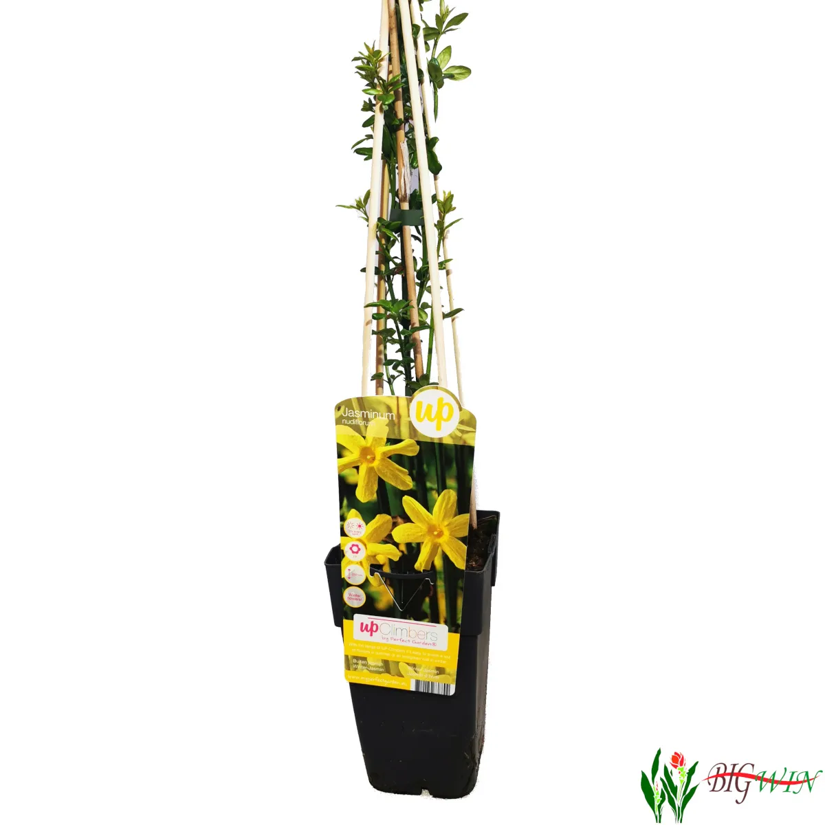 jasminum nudiflorum - slika 2