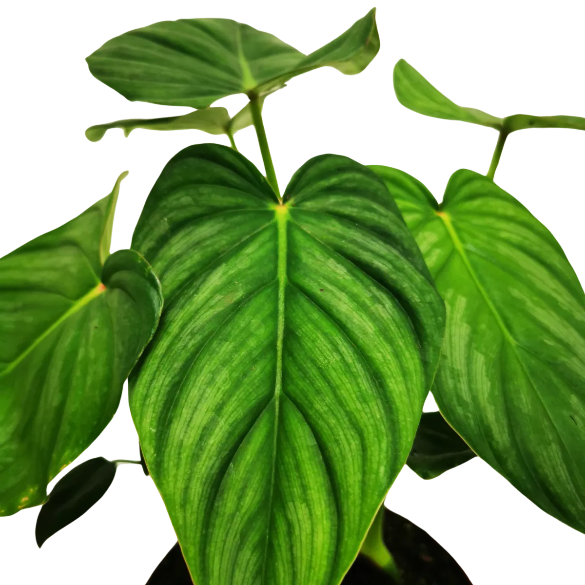 philodendron “pastazanum” - slika 2