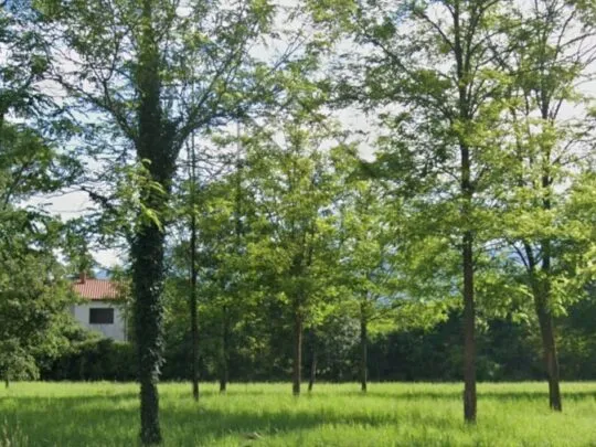 istra, kršan, građevinsko zemljište 1500 m² - slika 2
