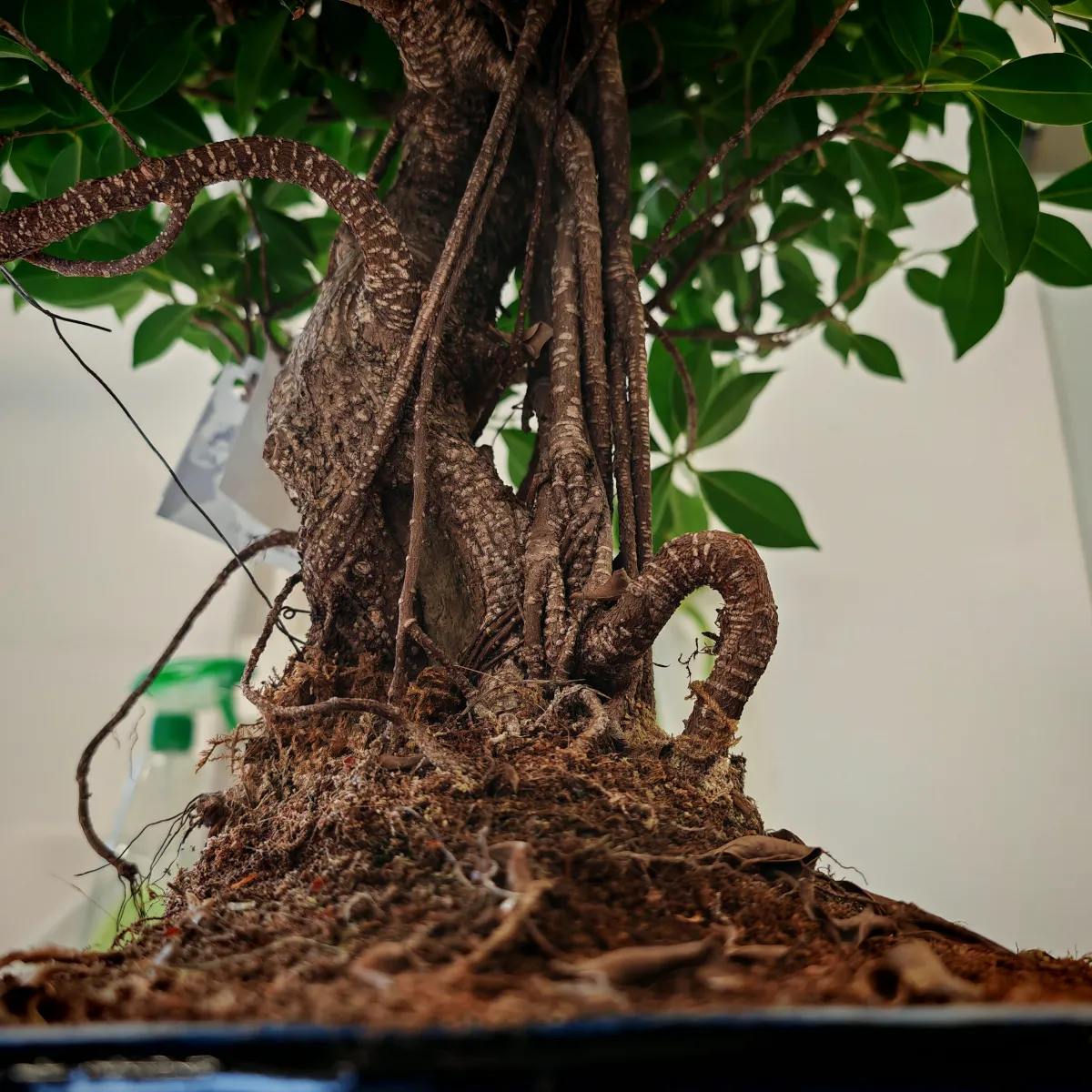 bonsai kućni - slika 4