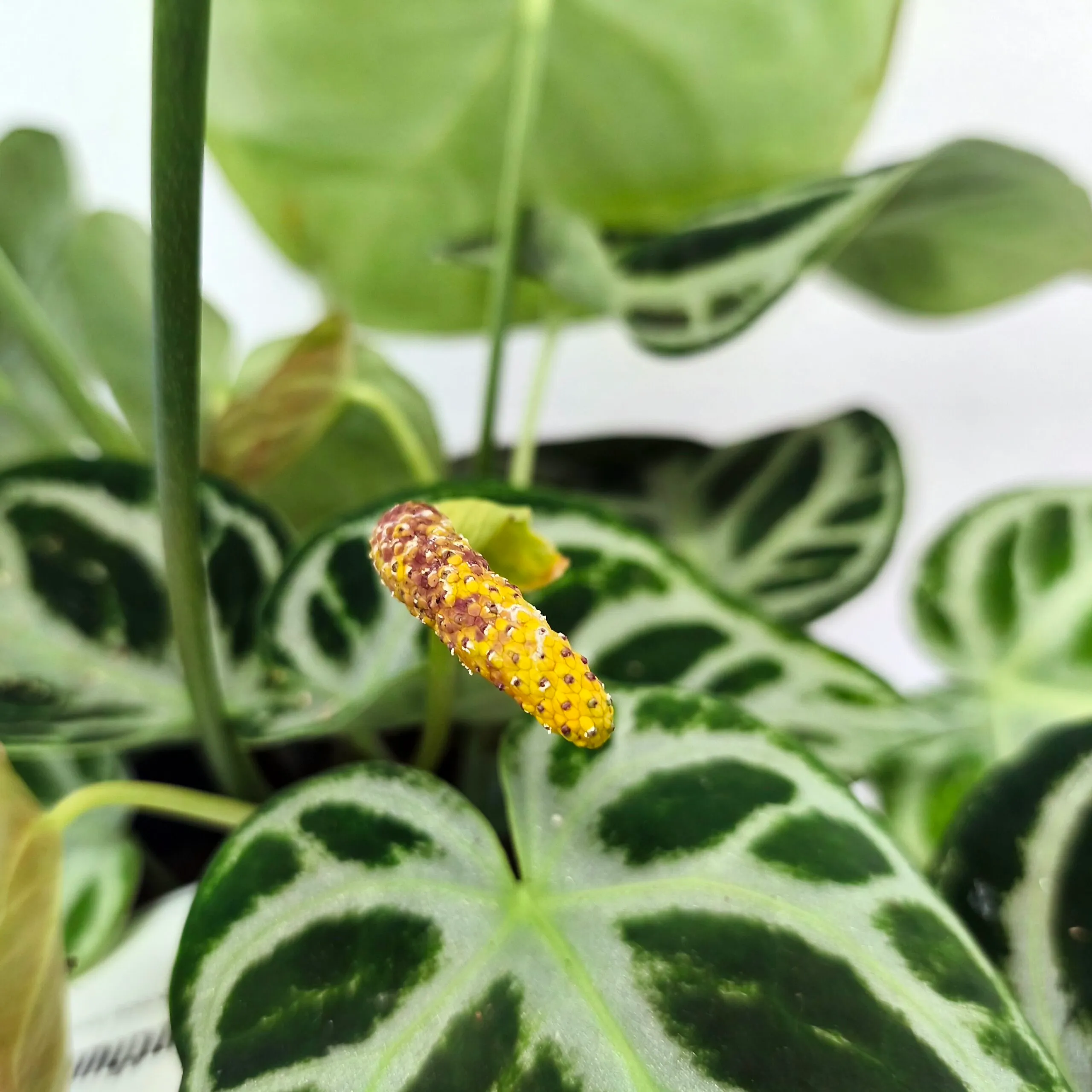 anthurium “silver blush” - slika 3