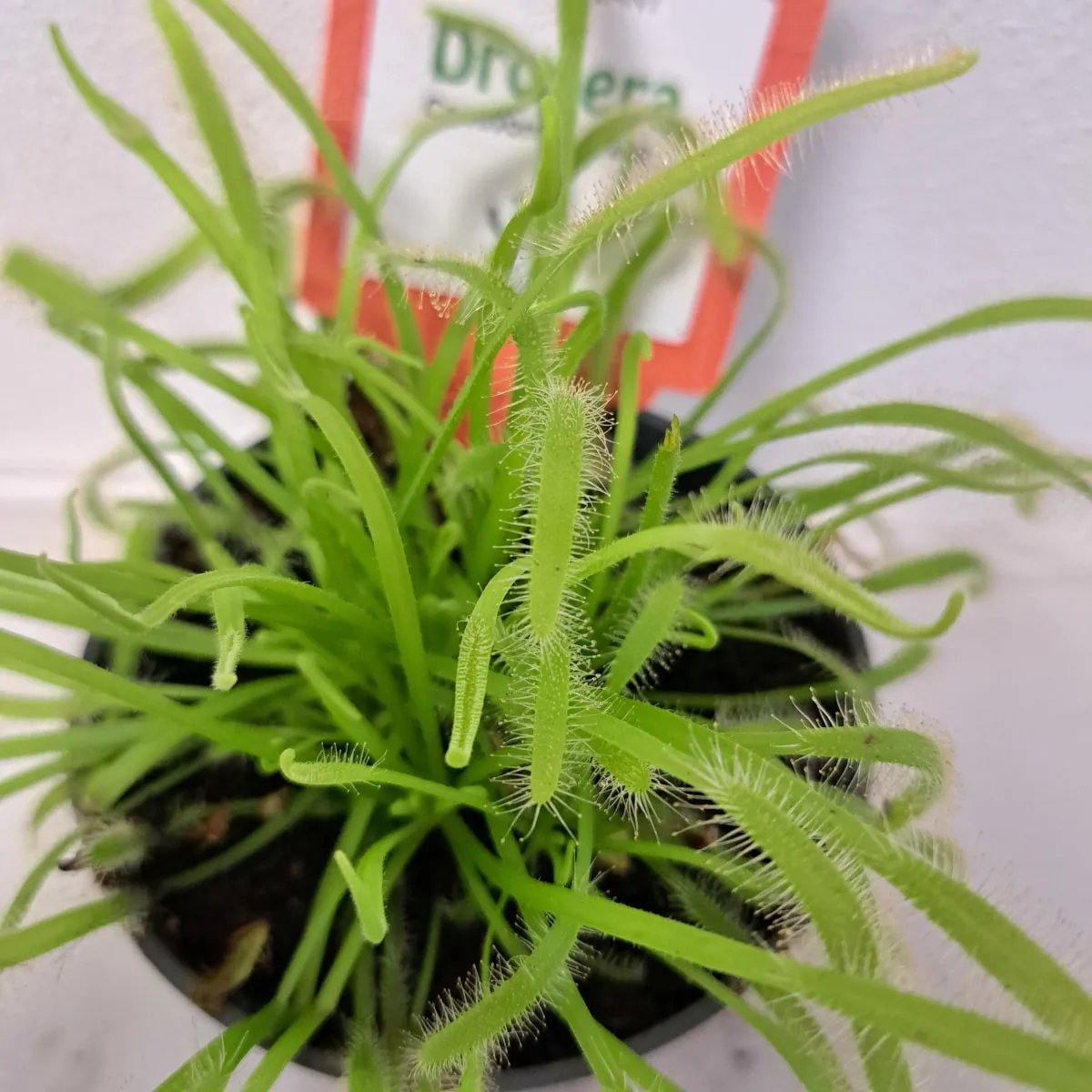 muholovke / drosera - slika 6