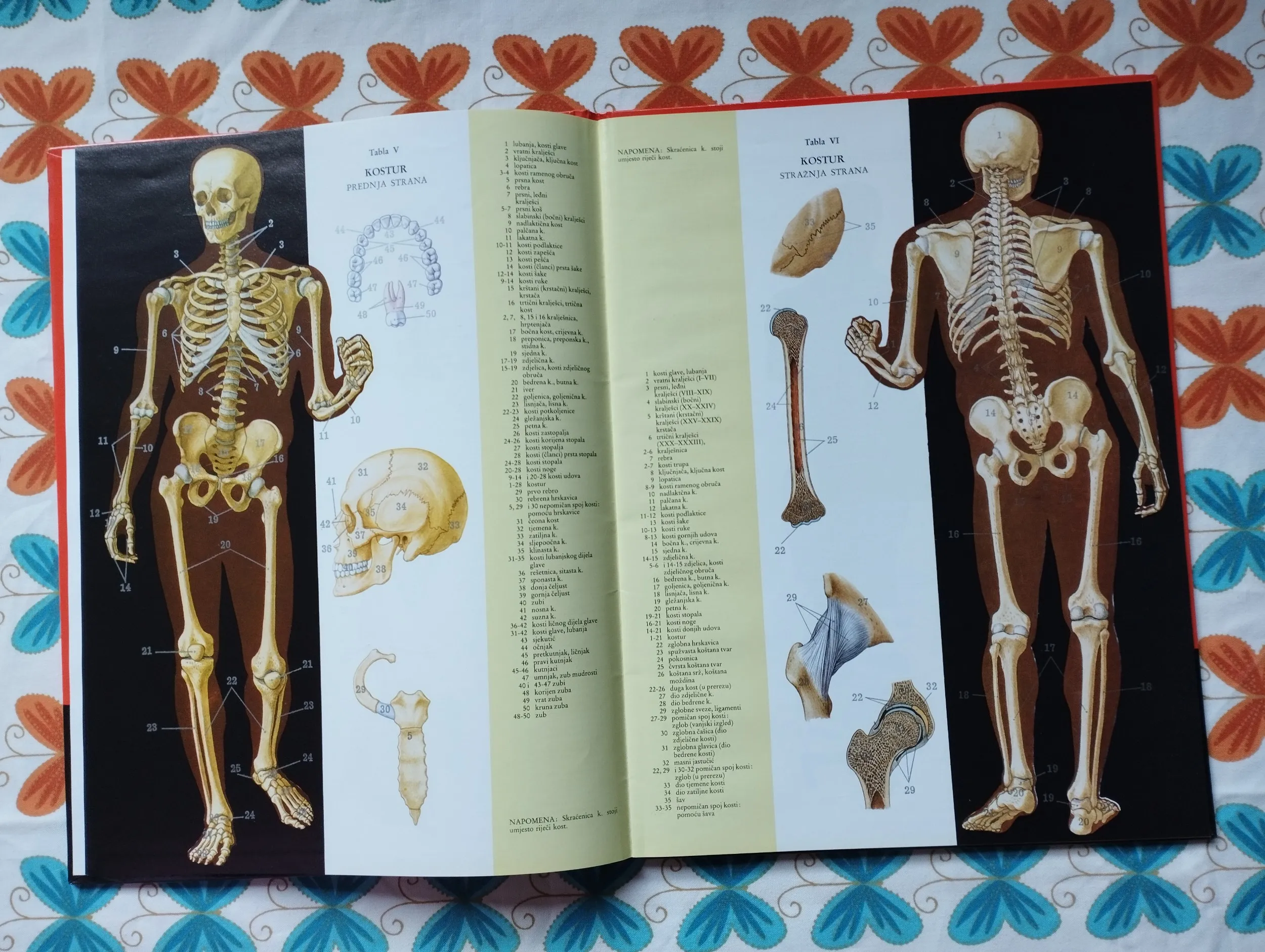mali anatomski atlas naše tijelo - slika 4
