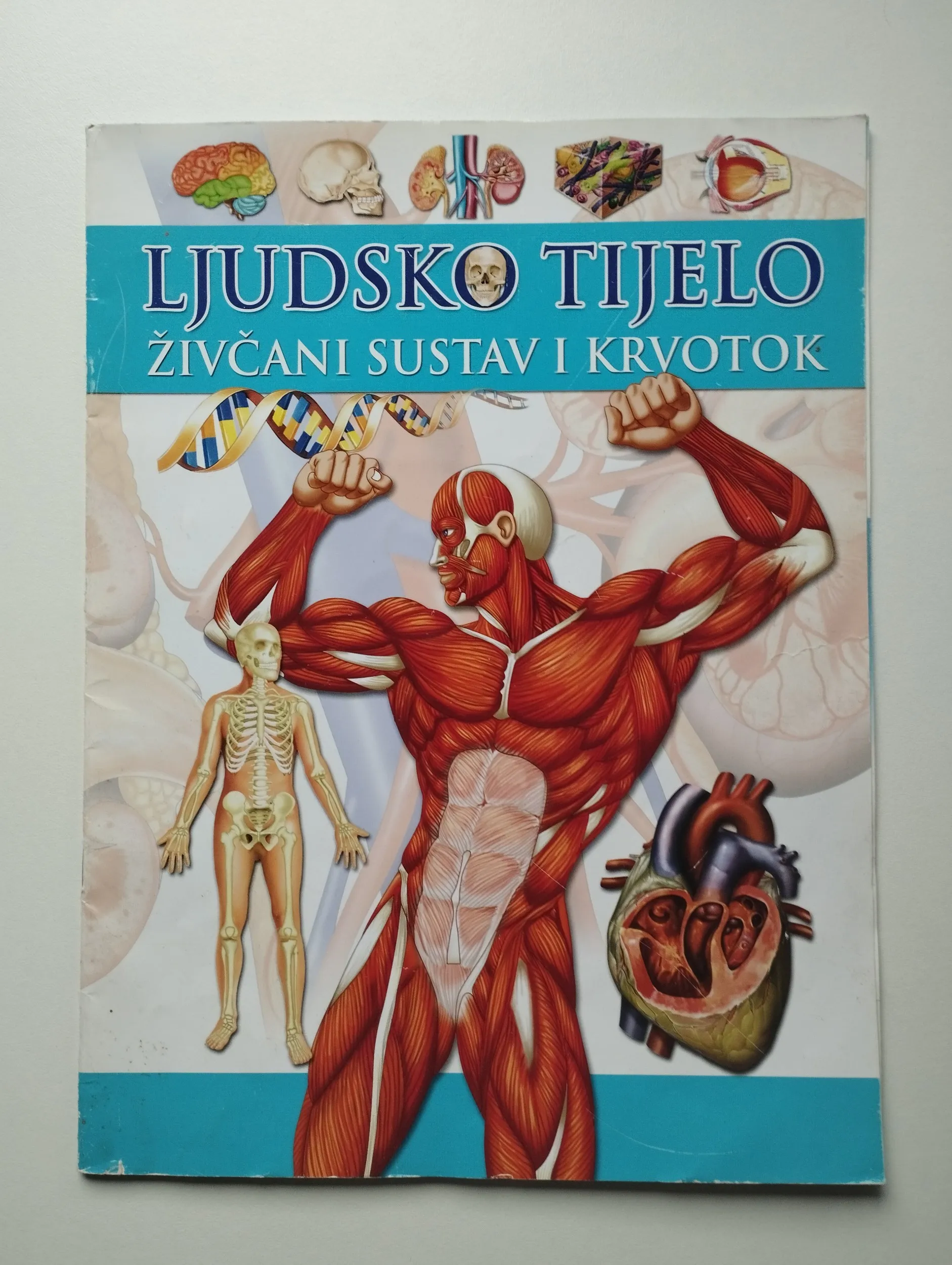 Ljudsko tijelo; živčani sustav i krvotok - Samobor
